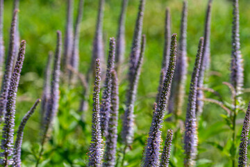 Exotic and beautiful flowers in the botanical garden of Hamburg