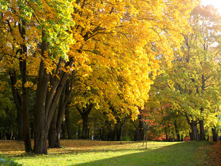 autumn park with maple trees. yellow and green foliage at sunny day. beautiful colorful autumn park