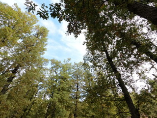 Trees at the mountains