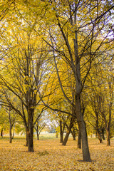 Autumn landscape, yellow autumn trees, autumn leaves close-up, trees in the park with yellow foliage.