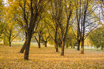 Autumn Park. Autumn trees. Trees in the park with yellow leaves. Autumn yellow maple leaves close-up. Selective focus. Soft focus.