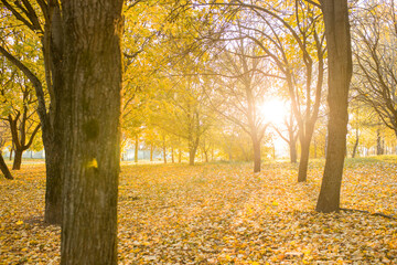 Autumn Park. Autumn trees in the park. Beautiful sunlight in the autumn park. Trees with yellow leaves . Yellow maple leaves close-up. Autumn landscape.