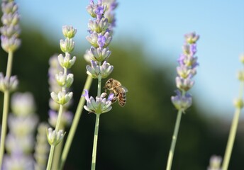 the bee gathers honey on the lavender flowers