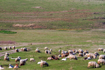 Sheep in the mountains of Romania