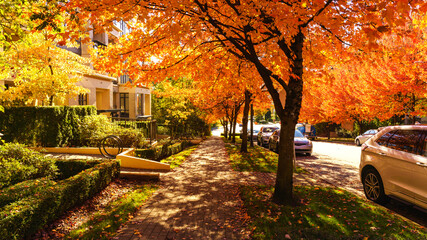Naklejka premium Well-treed sidewalk provides leafy shade and fall colors at Univercity Highlands residential community on Burnaby Mountain near Simon Fraser University.