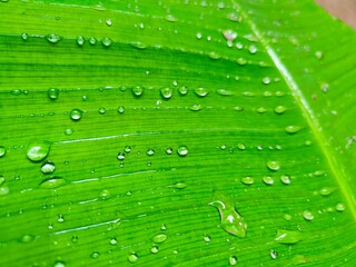 green leaf with drops