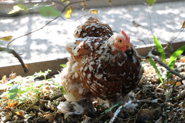 Colorful chicken
