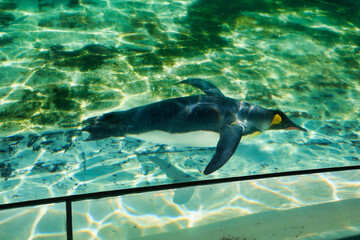 Obraz premium 水族館のペンギン