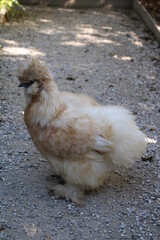 Silkie (Seidenhuhn)
