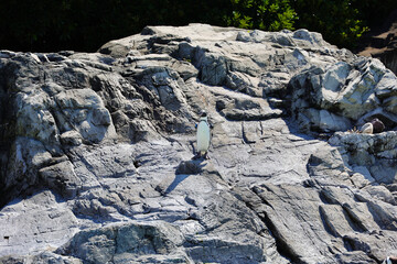 水族館のペンギン