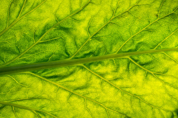bright green leaf energy background texture