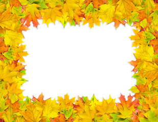 Naklejka na ściany i meble frame of bright multicolored maple leaves isolated on white background