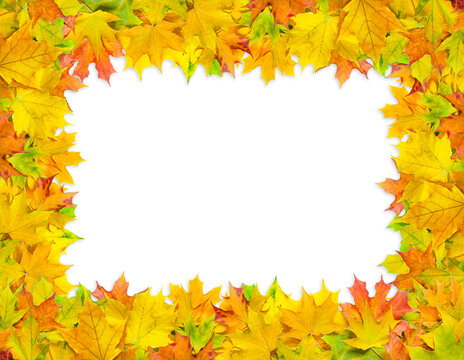 frame of bright multicolored maple leaves isolated on white background