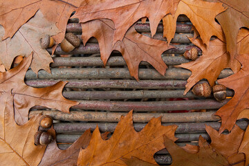 An autumn backgroun of oak leaves and acorns on a stick background
