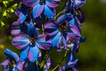 Blue and violet Delphinium flowers in the botanic garden