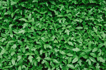 Top view of abstract green leaves texture pattern background. Nature background and wallpaper.