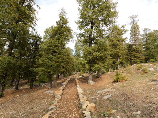 Beautiful forest landscape. Trees in the mountains. Calm and peaceful scene. Hiking trails. Middle east region. Beauty of Lebanon. Best travel destinations. Vacation time