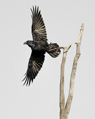 raven in flight