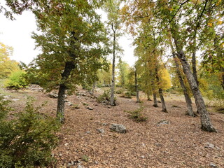 Beautiful forest landscape. Trees in the mountains. Calm and peaceful scene. Hiking trails. Middle east region. Beauty of Lebanon. Best travel destinations. Vacation time