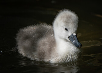 Cygnet swimming in the water
