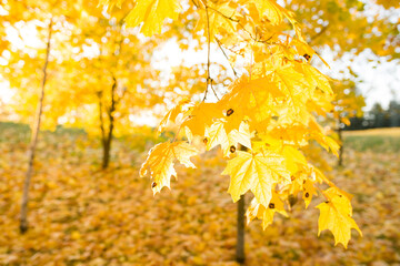 Naklejka na ściany i meble Autumn Park. Autumn trees. Trees in the park with yellow leaves. Autumn yellow maple leaves close-up. Selective focus. Soft focus.