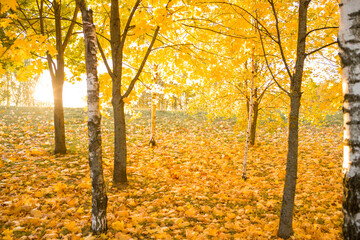 Autumn Park. Autumn trees in the park. Beautiful sunlight in the autumn park. Trees with yellow leaves . Yellow maple leaves close-up. Autumn landscape.