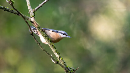 bird, natur, wild lebende tiere, tier, ast, spatz, wild, baum, feather, schnabel, frühling