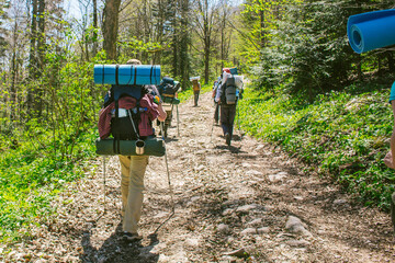 a group of people goes hiking with backpacks in  forest