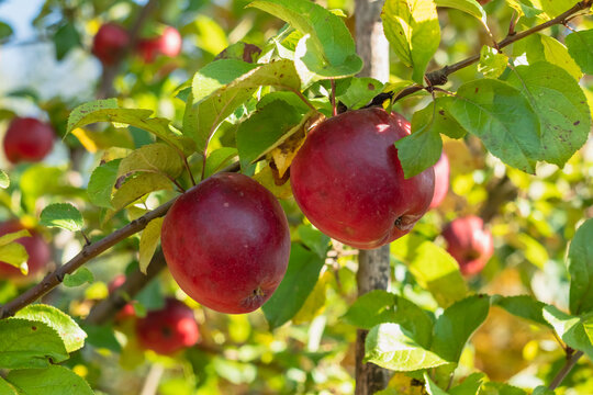 Ripe red apples on the branches of an apple tree in an orchard.