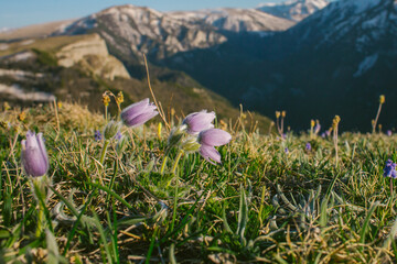 pasque-flower on top of a mountain, Caucasus
