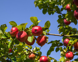 Autumn apple tree with red apples against the background of blue sky.