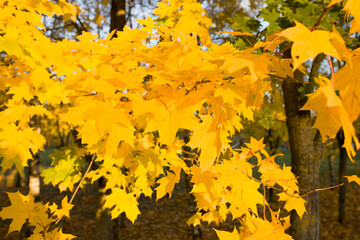 Autumn Park. Autumn trees. Trees in the park with yellow leaves. Autumn yellow maple leaves close-up. Selective focus. Soft focus.