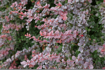 Berberis thunbergii au feuillage rouge pourpré dans une haie