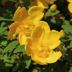 Obraz premium Hypericum hidcote 