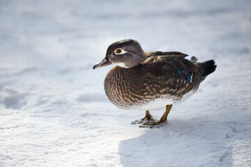 Female Caroline duck (Aix Sponsa) standing on snow in winter