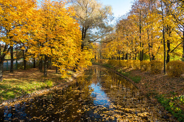 Trees with yellow autumn foliage are located on two banks of the canal in the park. There are many dead leaves on the water