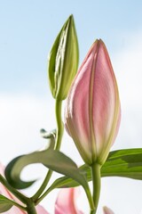 Rosebuds of a pink lily in close-up against a blue sky in full focus.