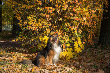 Sheltie breed dog sits on fallen leaves against the background of an autumn bush in the park