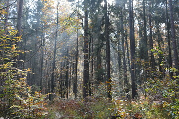 Obraz premium autumn forest in the morning