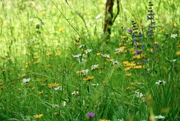 grass and flowers