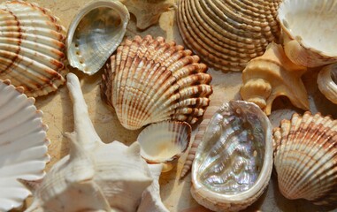 various shells in sandy shades