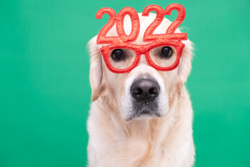 Dog wearing glasses 2022 for the new year. Golden retriever for Christmas sits on a green background in red glasses. Postcard with a place for text for the new year with a pet.