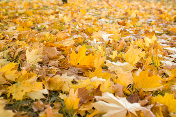 Autumn trees are yellow and orange. Autumn yellow leaves close-up. Tree trunks with autumn leaves. Autumn landscape.