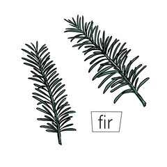 Line art fir sketch black for decorative design. Vector isolated. White nature background vintage floral cartoon illustration.
