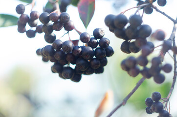 Colorful unfocused background with brushes of ripe black mountain ash in the garden.