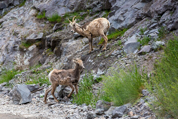 Ewes (Big Horn Sheep) on the mountain side