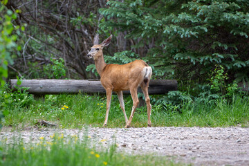 Doe Mule deer walking in the woods!