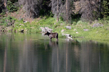 Moose in the water