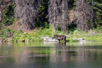 Moose in the pond