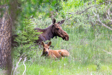 moose in the woods with calf